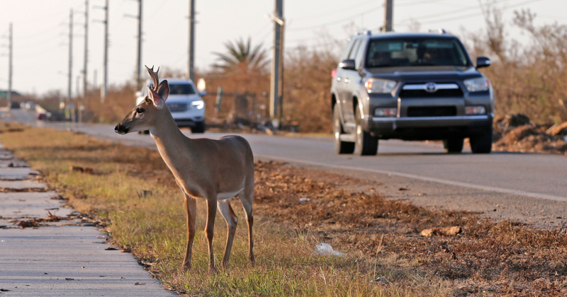 A young deer stands on the side of Overseas Highw in the aftermath of Hurricane Irma, Wednesday, Sept. 13, 2017, in Big Pine Key, Fla. (AP Photo/Alan Diaz)